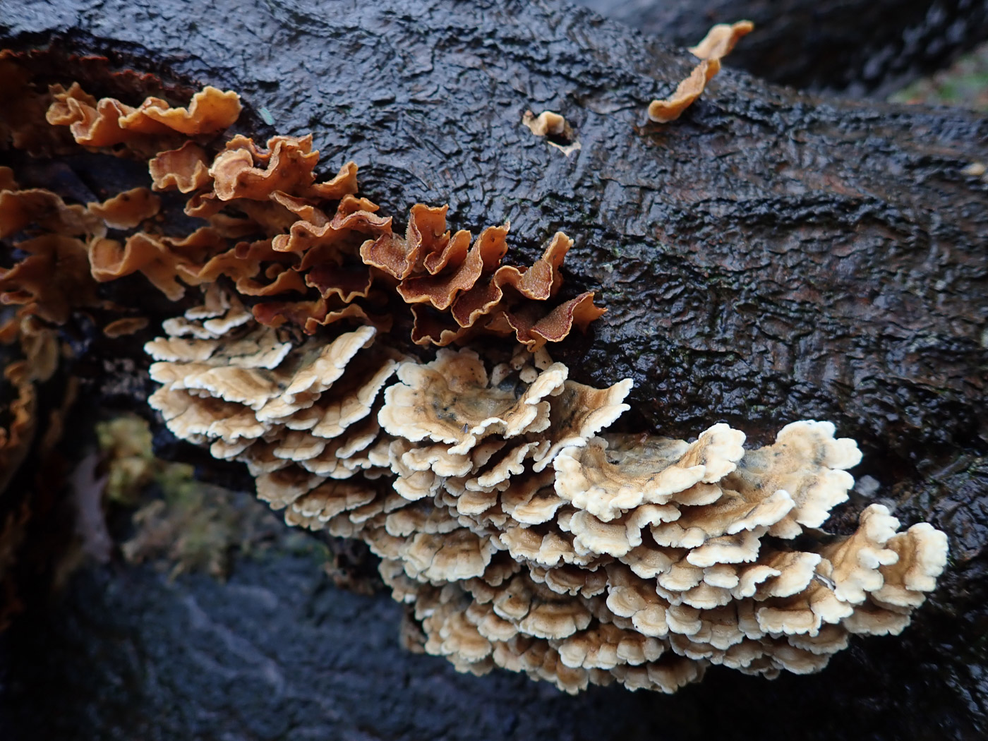 Photo by Penny Cullington Plicaturopsis crispa by Penny Cullington